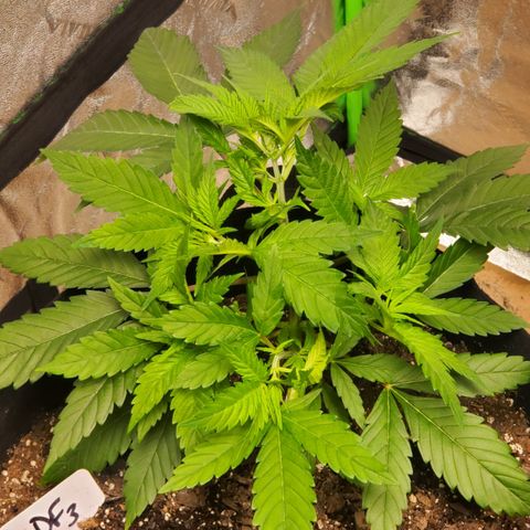 DF3 growlog timeline photo