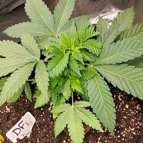 DF1 growlog timeline photo