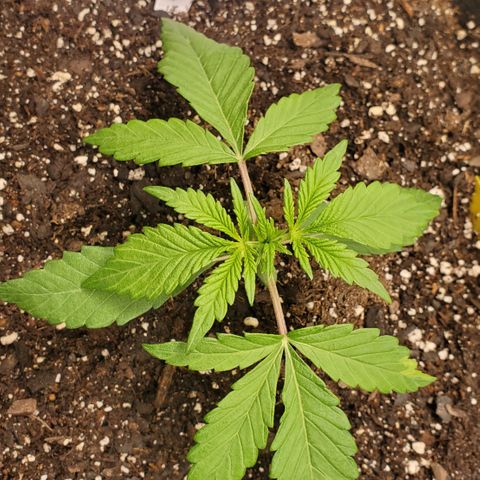 GCA growlog timeline photo