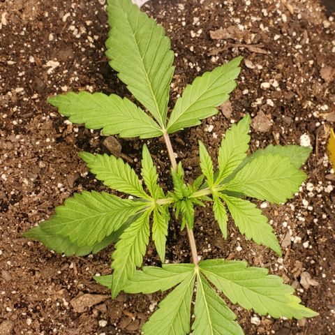 GCA growlog timeline photo