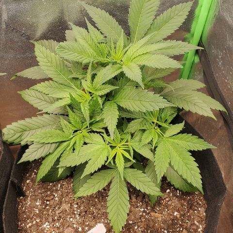 DF3 growlog timeline photo