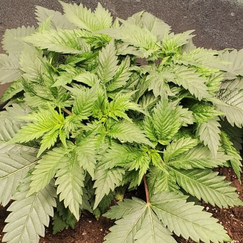 DF2 growlog timeline photo