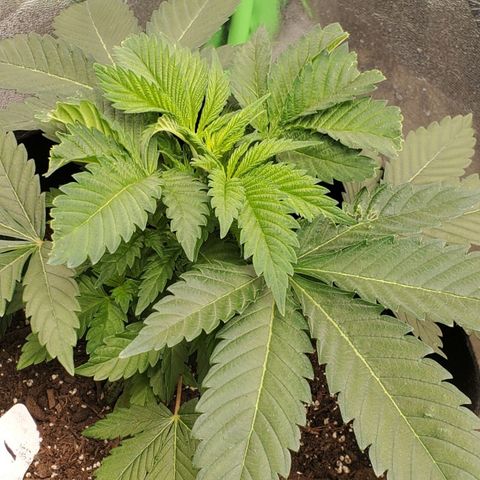 DF1 growlog timeline photo