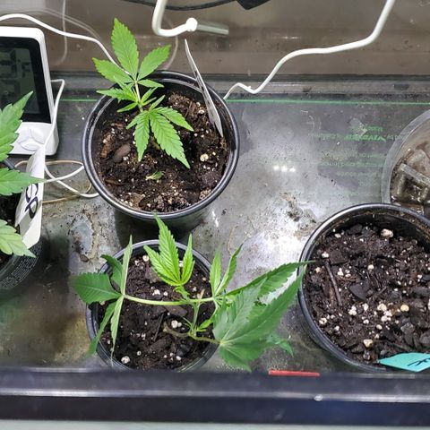WW3 growlog timeline photo
