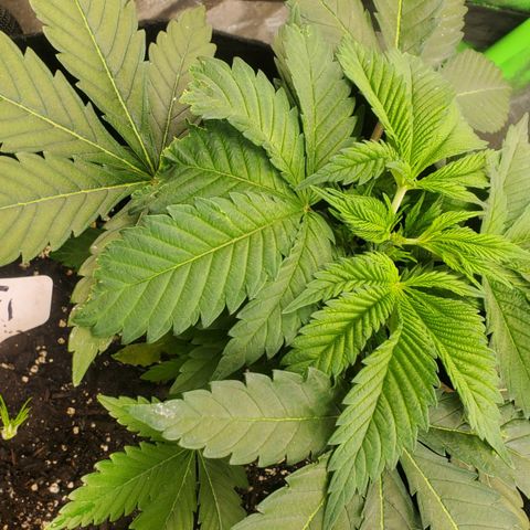 DF1 growlog timeline photo