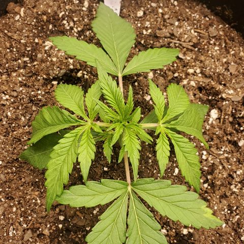 GCA growlog timeline photo