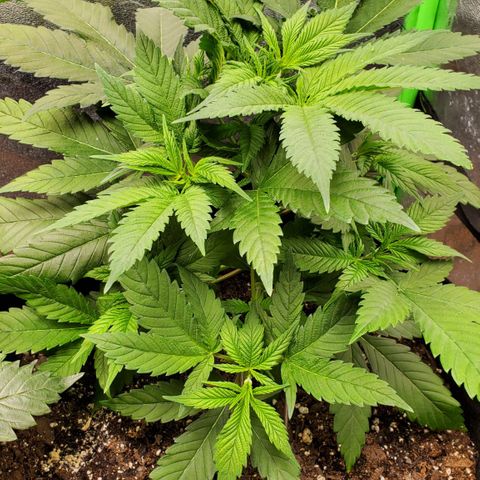 DF3 growlog timeline photo
