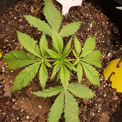 GCA growlog timeline photo