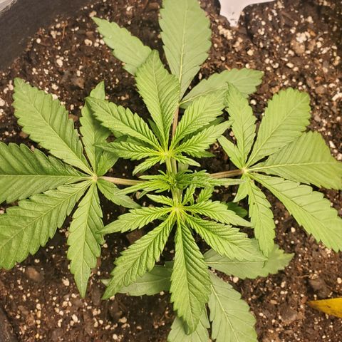 GCA growlog timeline photo