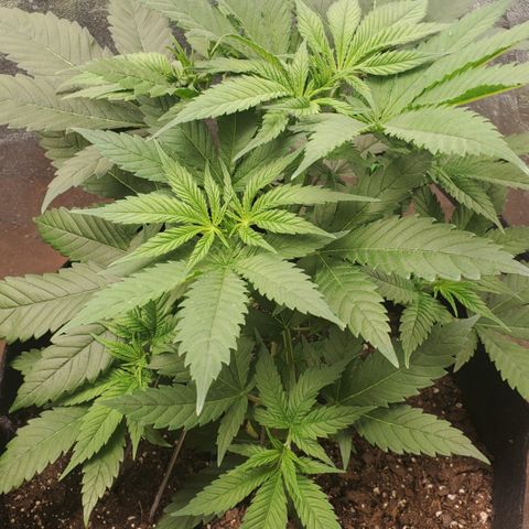 DF3 growlog timeline photo