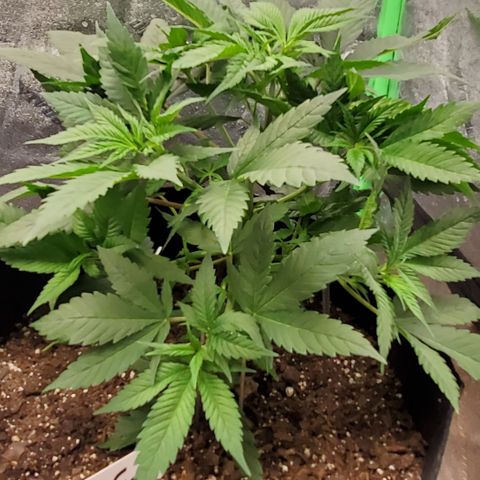 DF3 growlog timeline photo