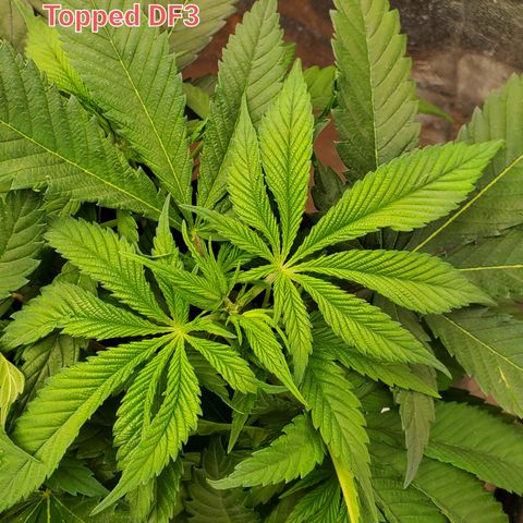DF3 growlog timeline photo