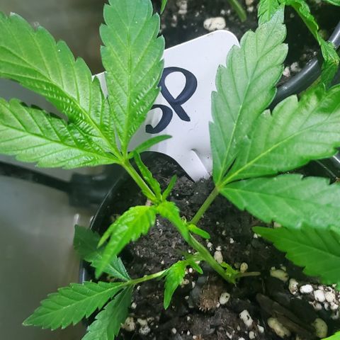WW3 growlog timeline photo