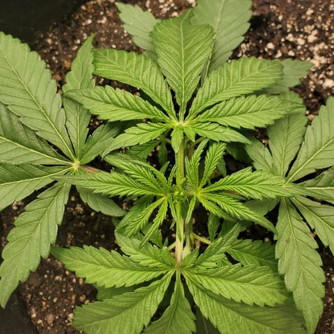 GCA growlog timeline photo