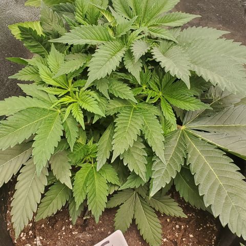 DF1 growlog timeline photo