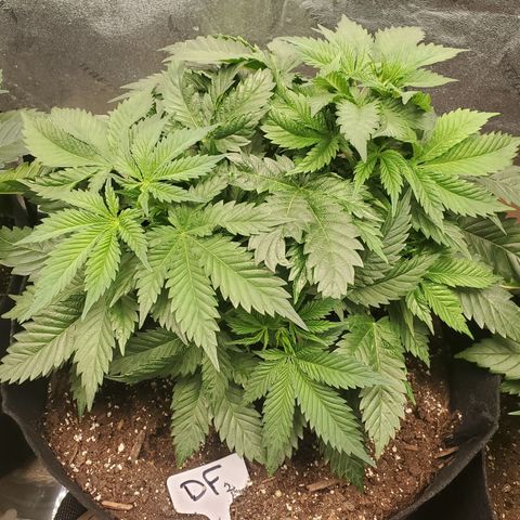 DF2 growlog timeline photo
