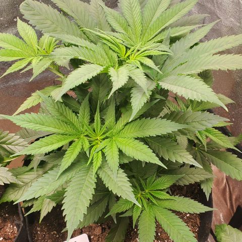 DF3 growlog timeline photo