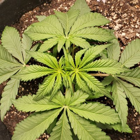 GCA growlog timeline photo