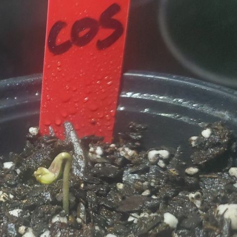 COS1 growlog timeline photo