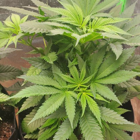 DF3 growlog timeline photo