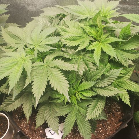 DF2 growlog timeline photo