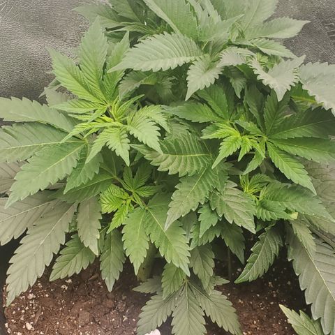 DF1 growlog timeline photo
