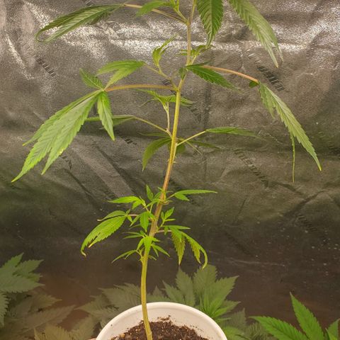 GSC1 growlog timeline photo