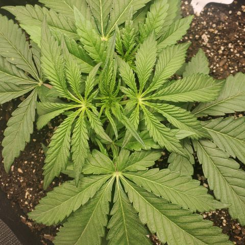 GCA growlog timeline photo
