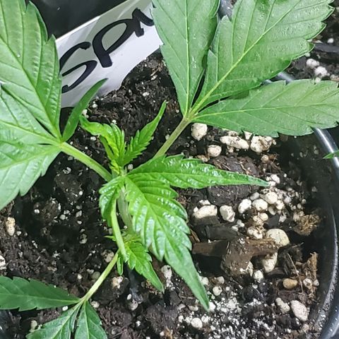 WW3 growlog timeline photo