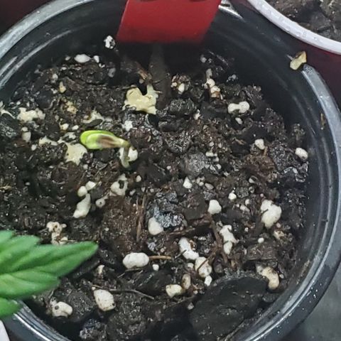 COS1 growlog timeline photo