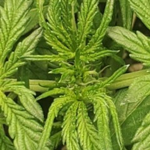 GCA growlog photo: Pre Flower