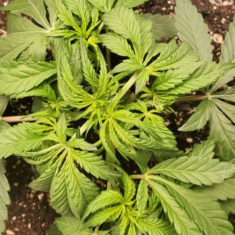 GCA growlog timeline photo