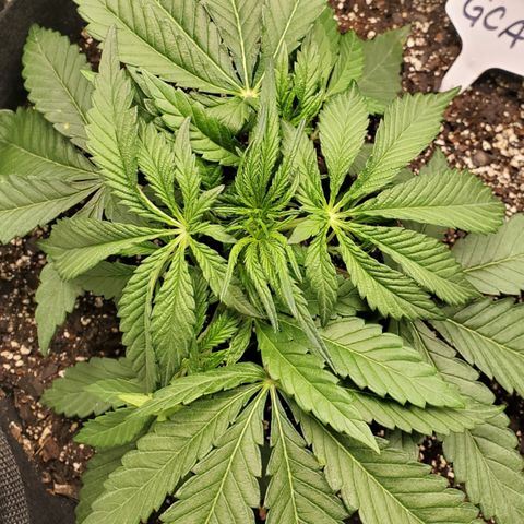 GCA growlog timeline photo