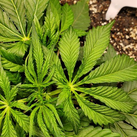 GCA growlog timeline photo