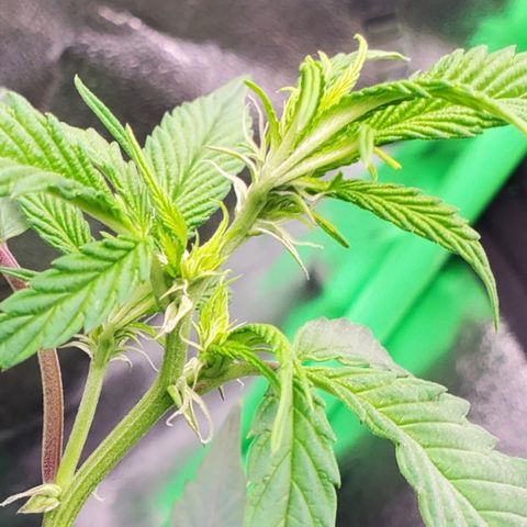 SD growlog timeline photo