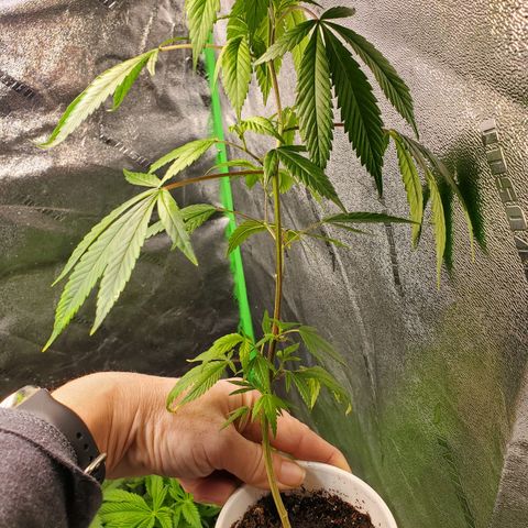 GSC1 growlog timeline photo