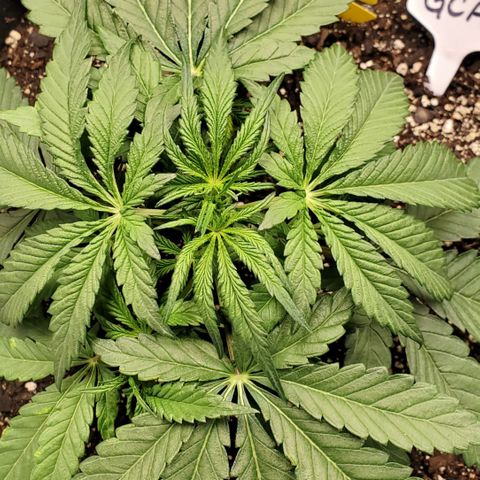 GCA growlog timeline photo