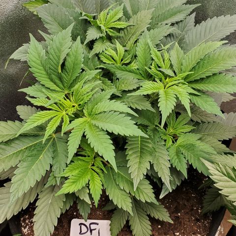 DF1 growlog timeline photo