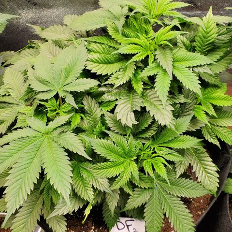 DF2 growlog timeline photo