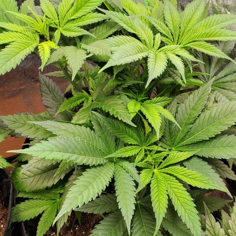 DF3 growlog timeline photo