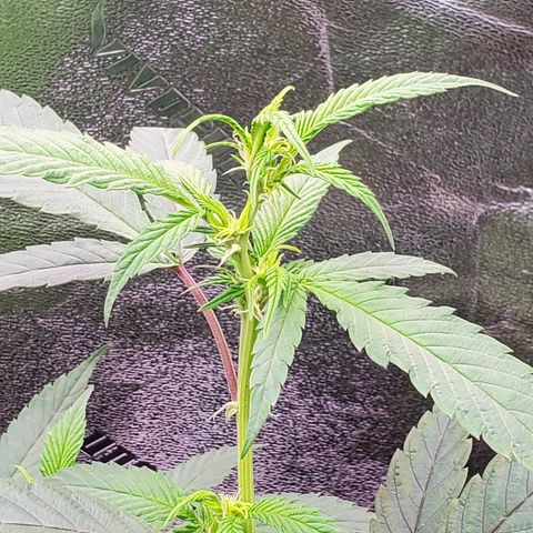 SD growlog timeline photo