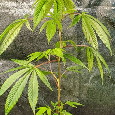 GSC1 growlog timeline photo