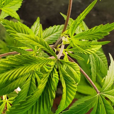 GSC1 growlog timeline photo