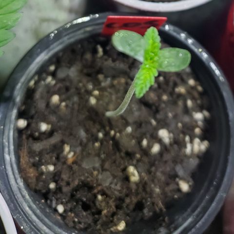 COS1 growlog timeline photo