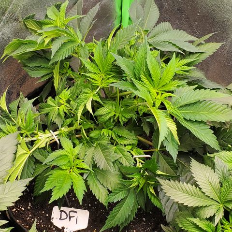 DF1 growlog timeline photo