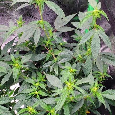 SD growlog timeline photo