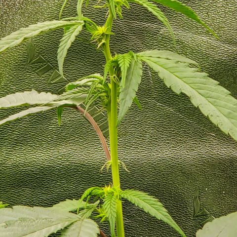 SD growlog timeline photo