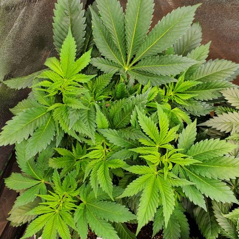 DF1 growlog timeline photo