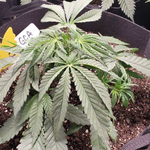 GCA growlog timeline photo