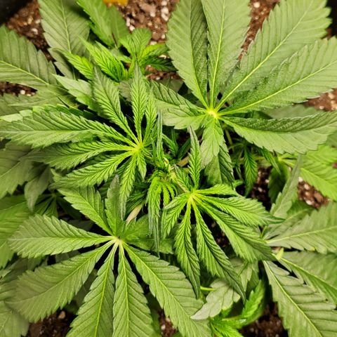 GCA growlog timeline photo